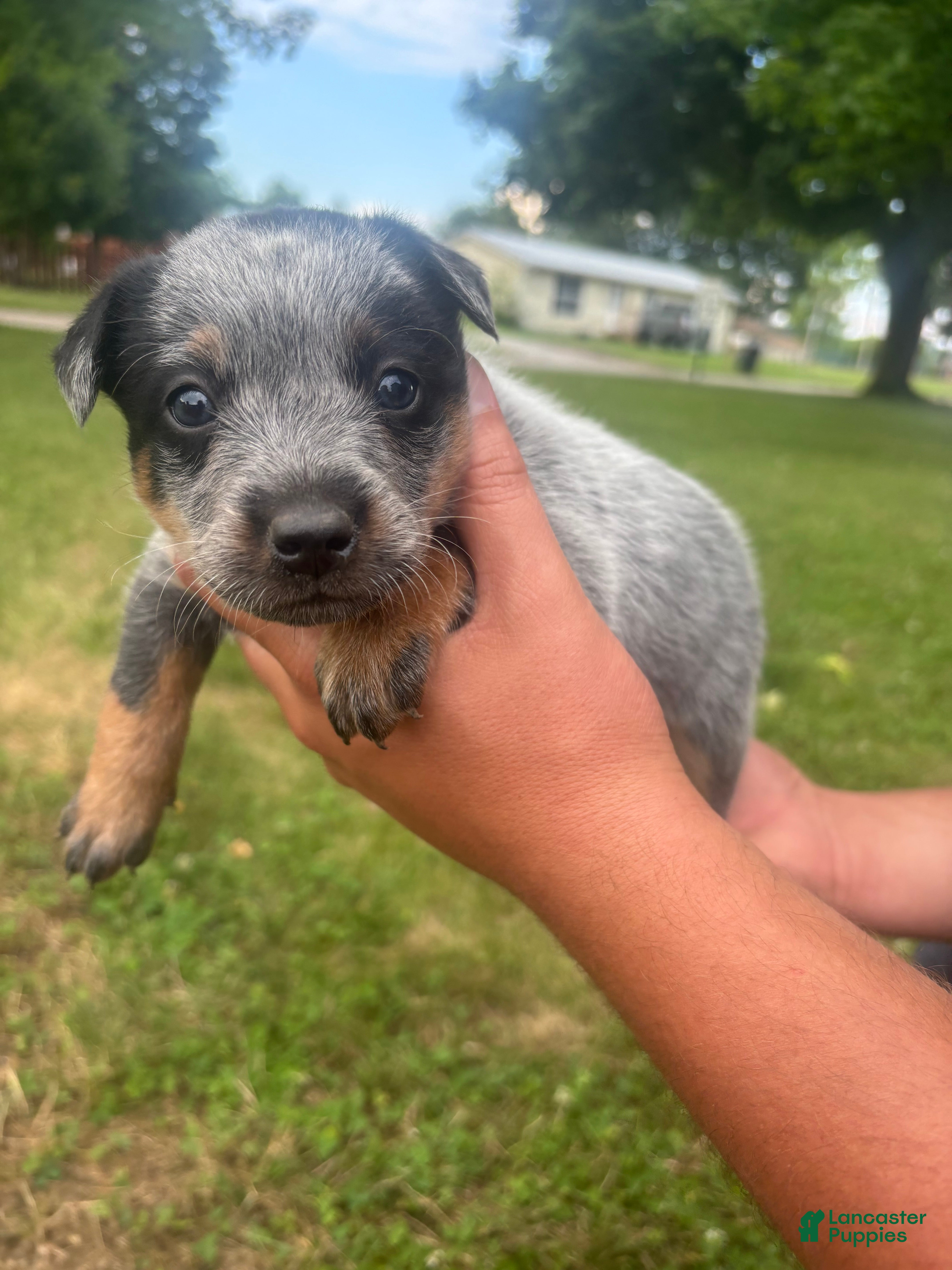Australian Cattle Dog dogs Rosita - Ad 2