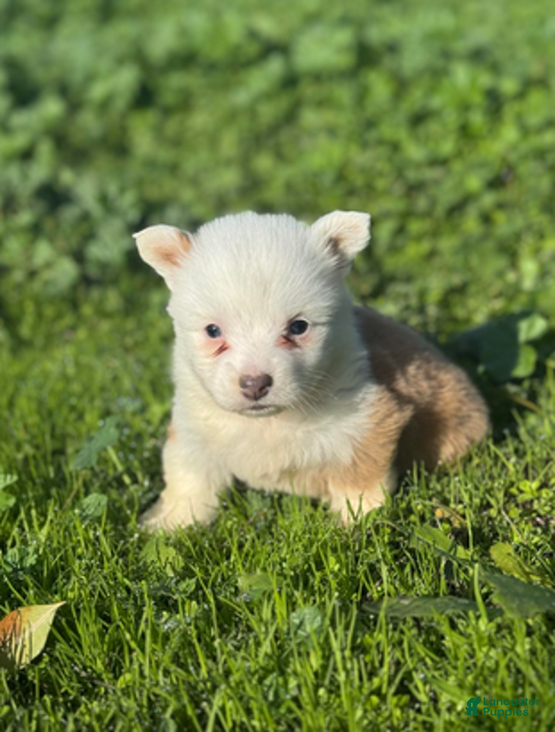 Mixed Breed dogs for sale: Jasper (fluffy) - Ad 3