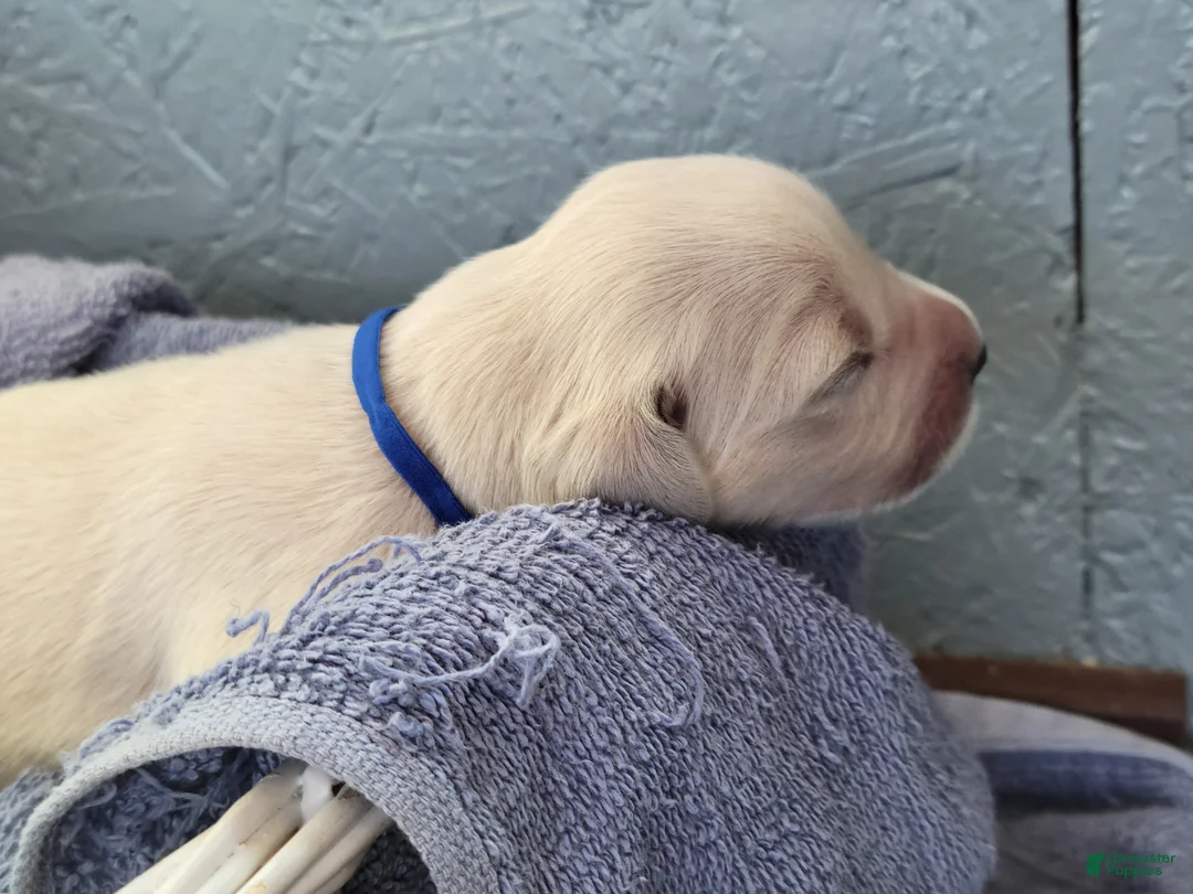 Golden Retriever dogs for sale: Chex - Ad 12