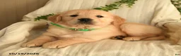 Golden Retriever dogs for sale: Crystal - Ad 3