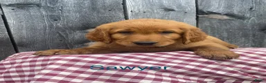 Sawyer