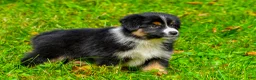 Miniature Australian Shepherd dogs for sale: Joy - Ad 2