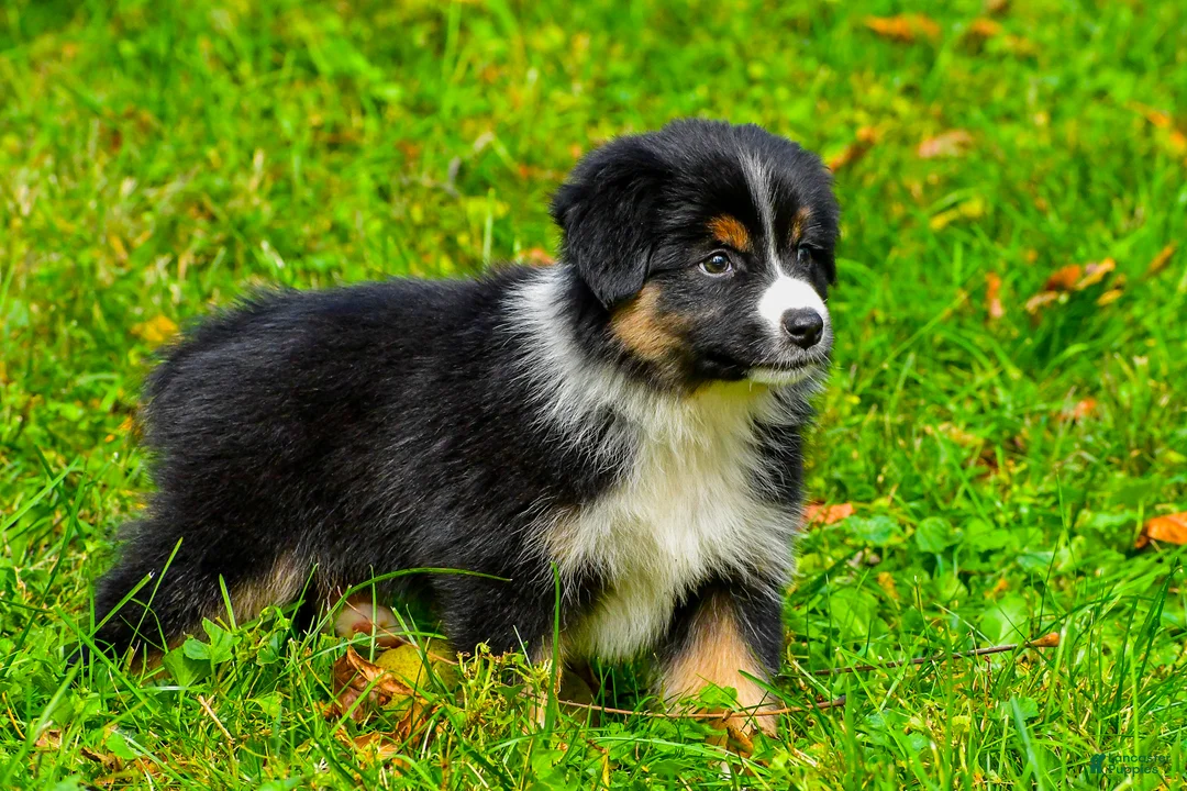 Miniature Australian Shepherd dogs for sale: Joy - Ad 2