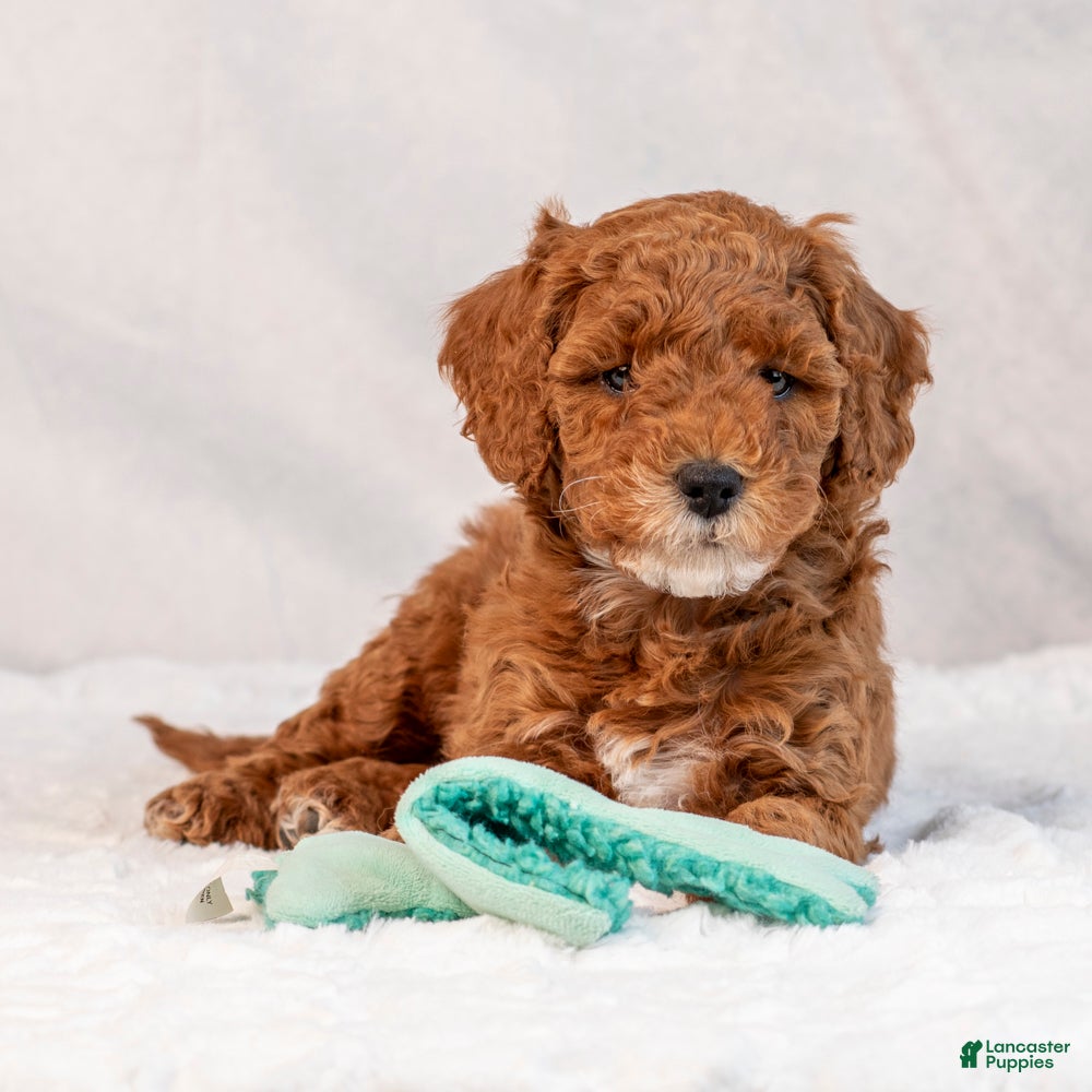 Mini Goldendoodle dogs Biscuit - Ad 2