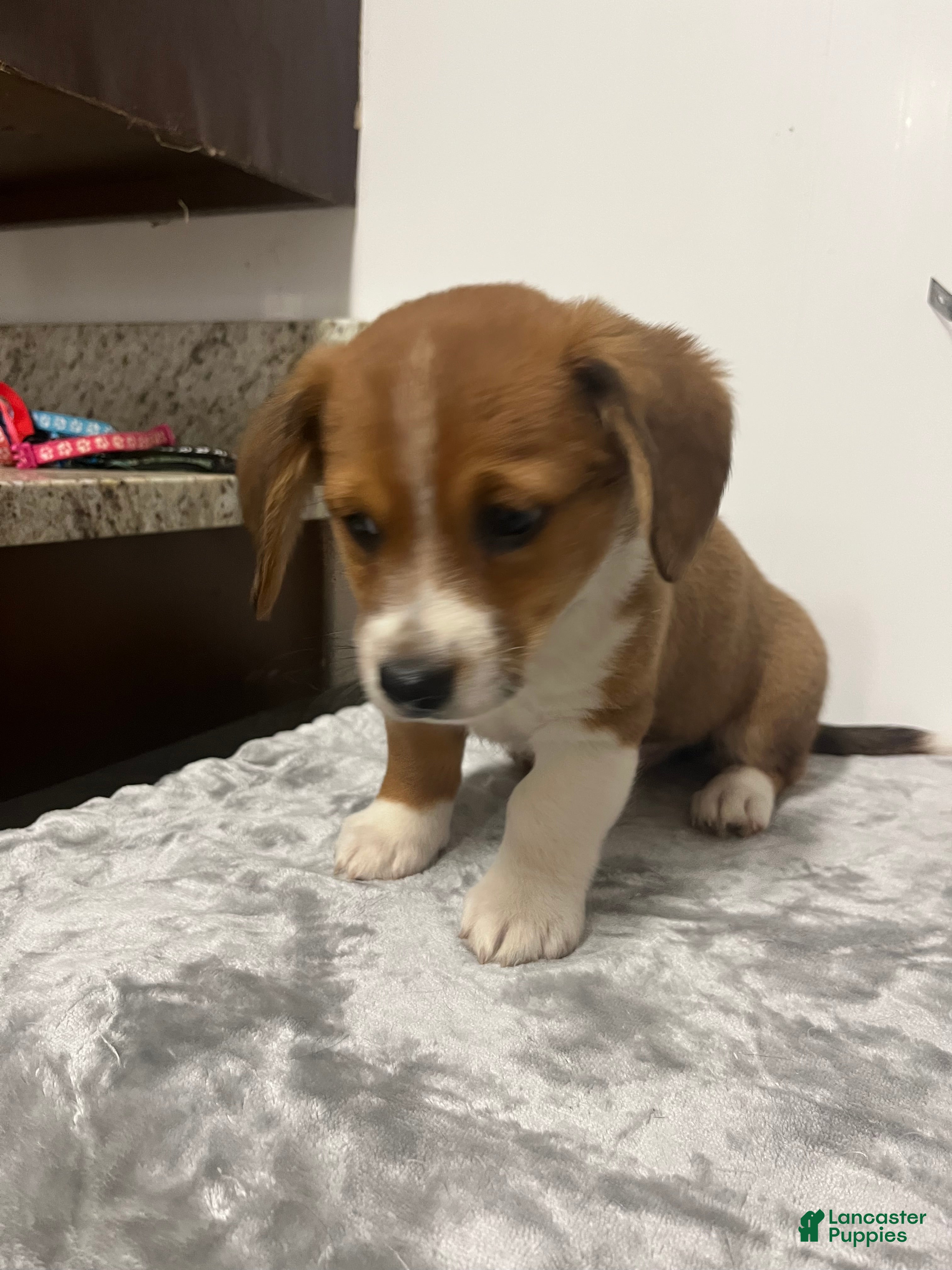 Mixed Breed dogs Arlo  - Ad 2