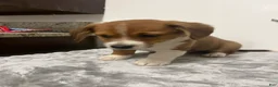Mixed Breed dogs for sale: Arlo  - Ad 2
