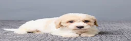 Bichpoo dogs for sale: Kenny - Ad 4