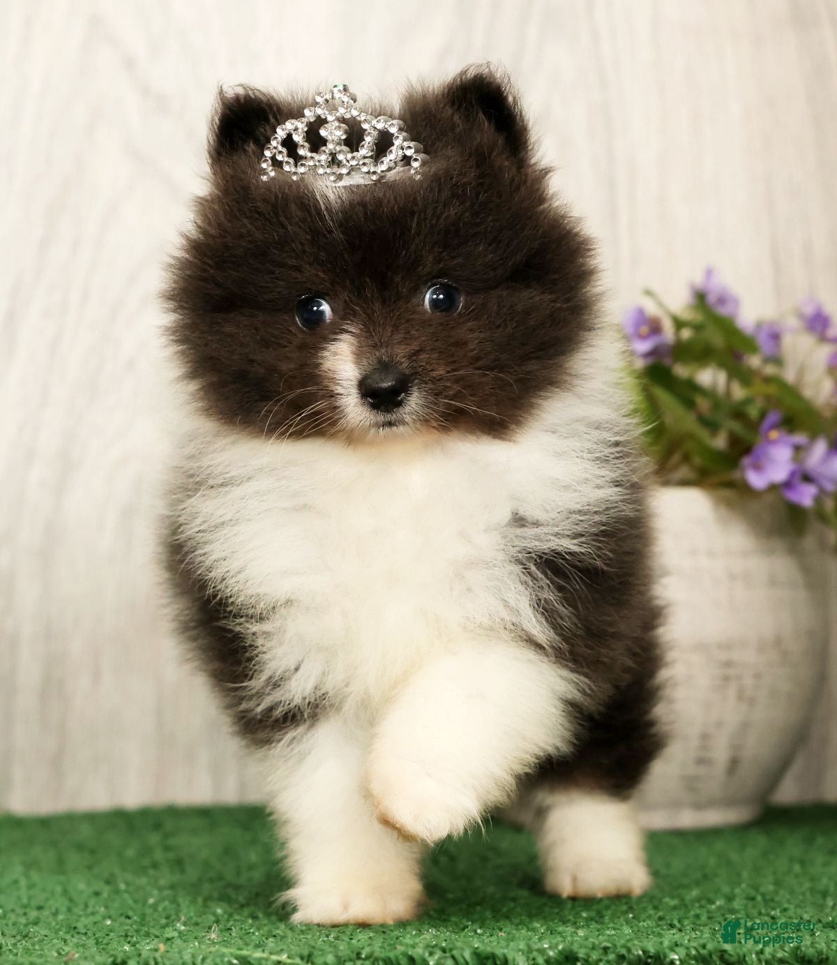 Pomeranian dogs Sapphire Princess - Ad 1