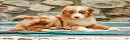 Australian Shepherd dogs for sale: Fern - Ad 4