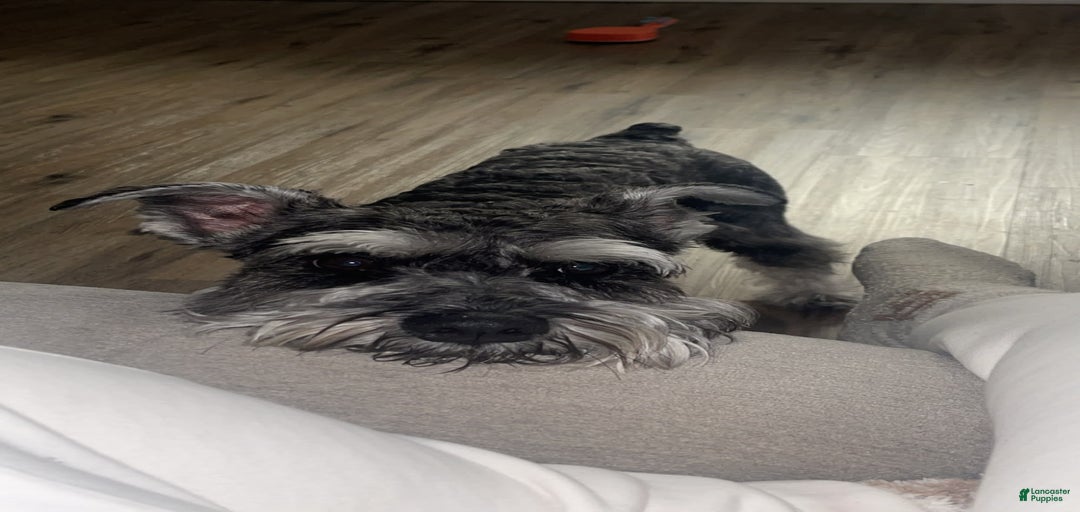 Gallery Image {{count}}