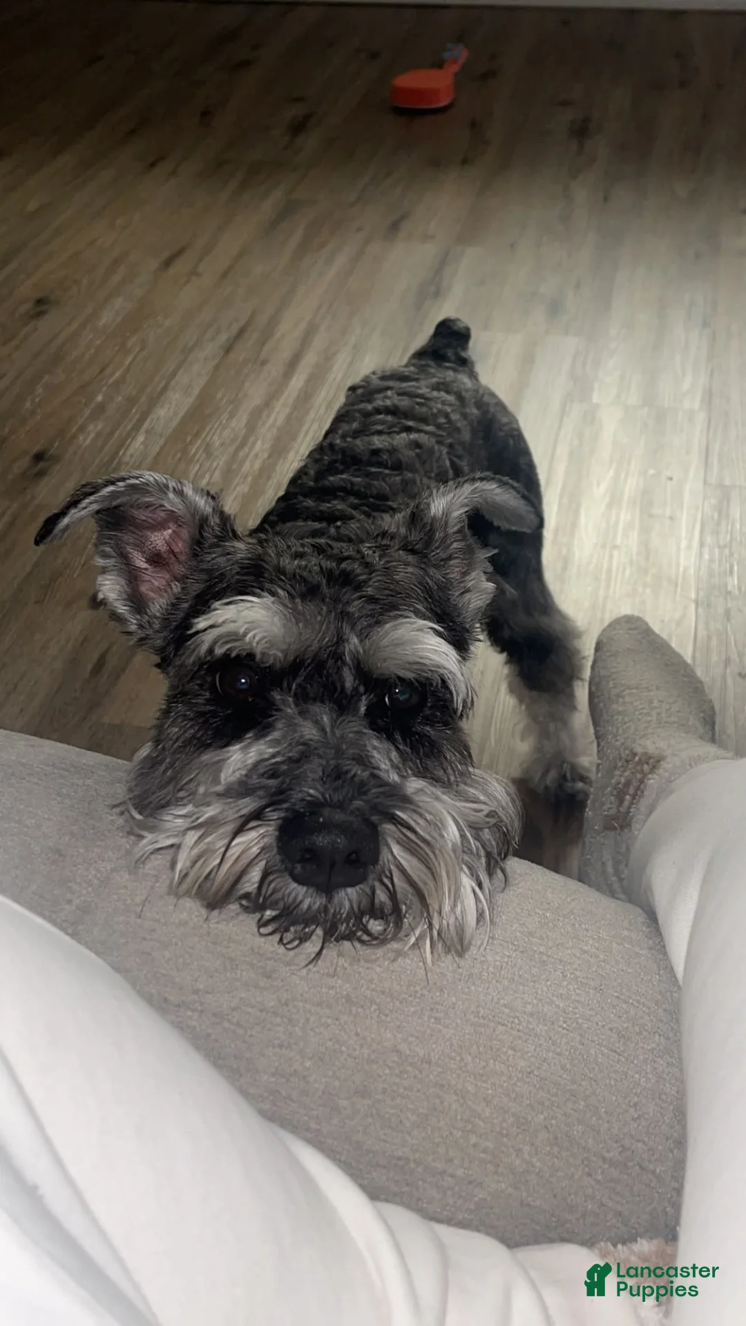 Gallery Image {{count}}