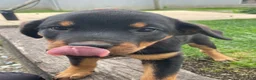 Rottweiler dogs for sale: Twinkle - Ad 4