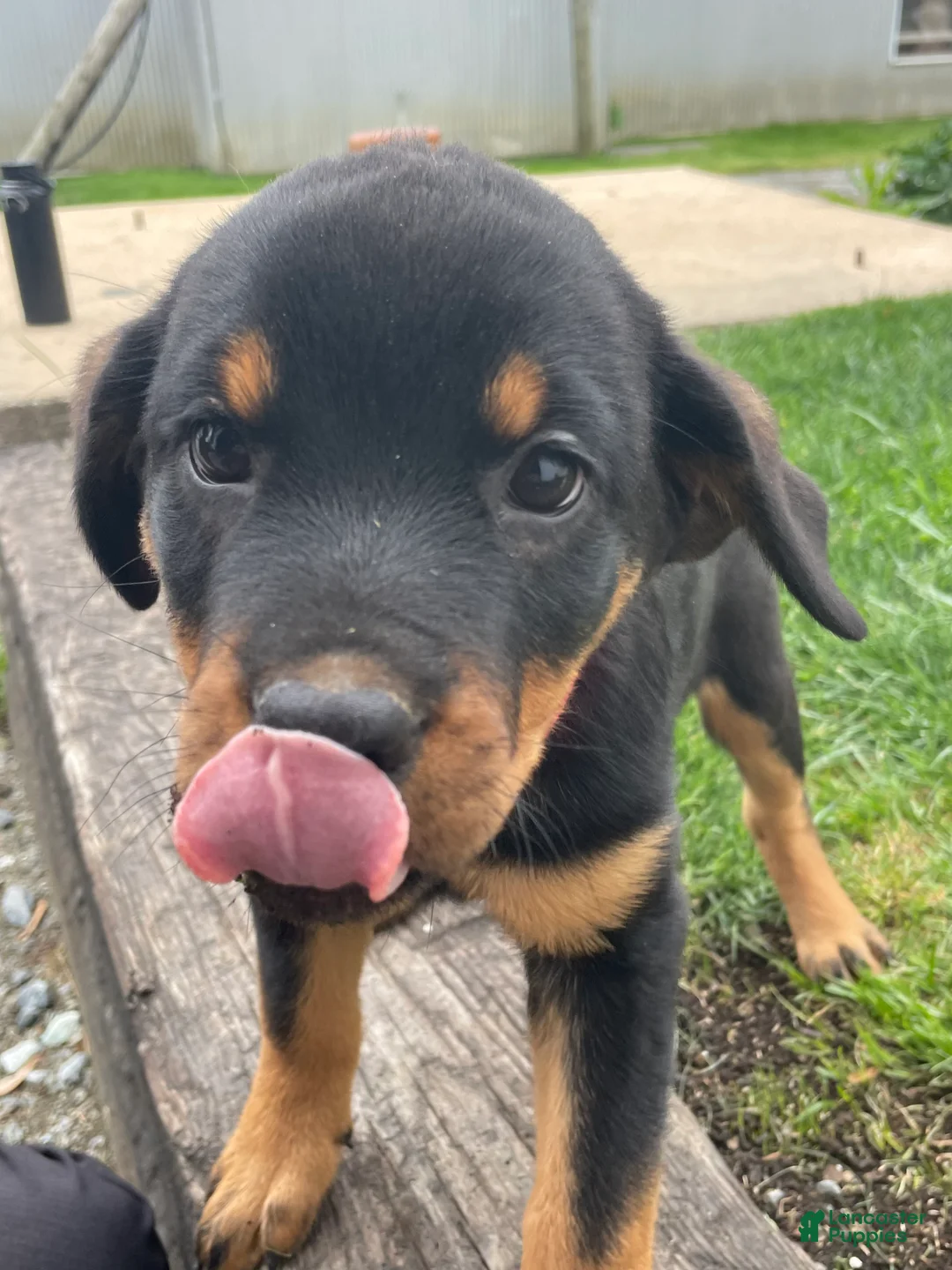 Rottweiler dogs for sale: Twinkle - Ad 4
