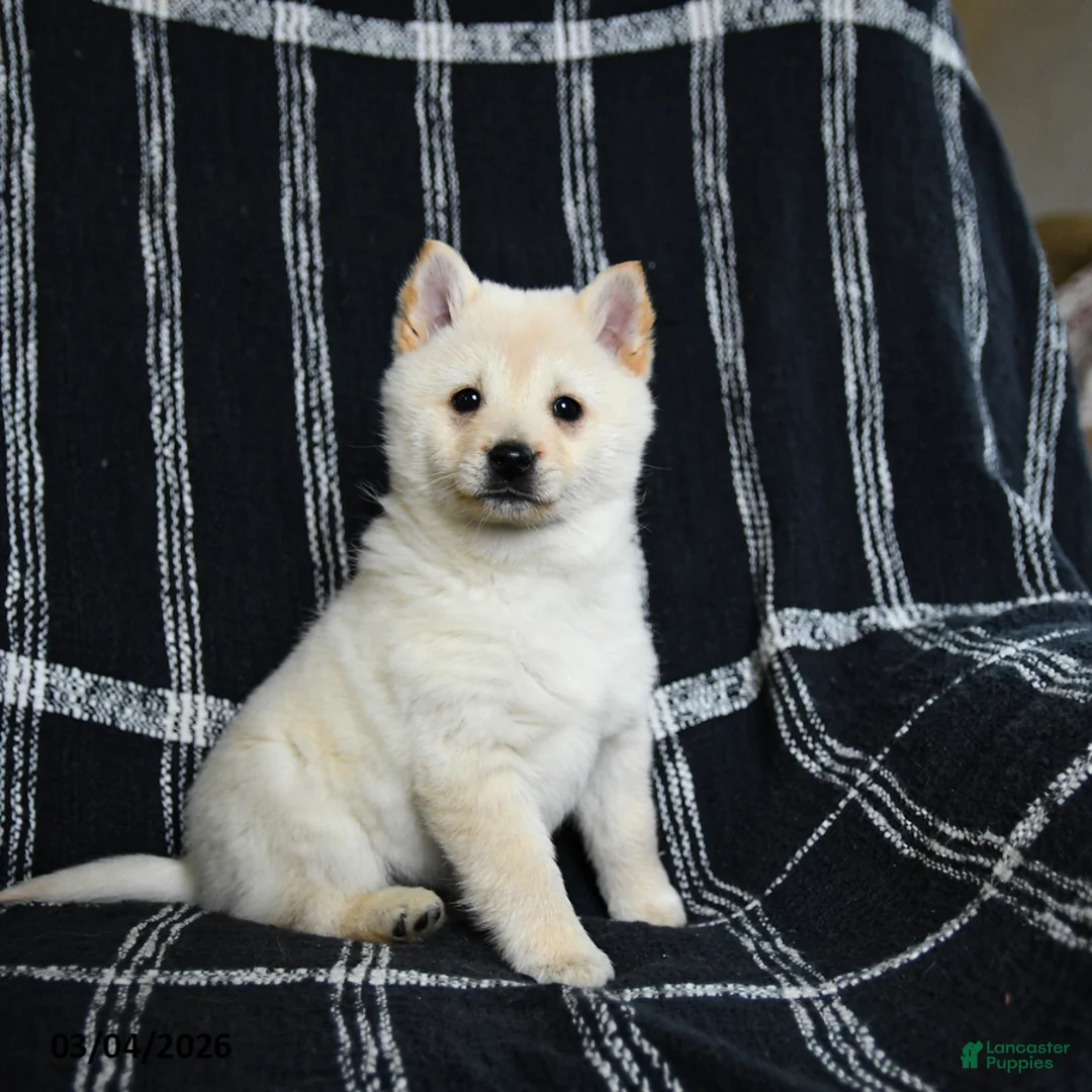 Schipperke dogs for sale: Fiona - Ad 2