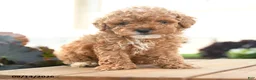 Toy Poodle dogs for sale: Augustus - Ad 5