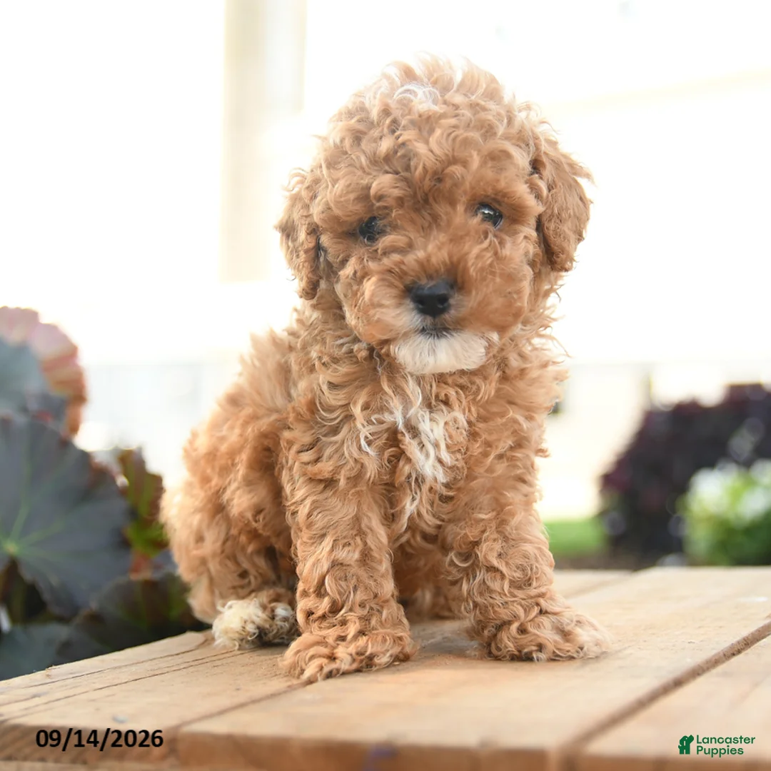 Toy Poodle dogs for sale: Augustus - Ad 5