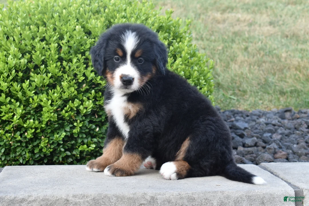 Bernese Mountain Dog dogs for sale: Jasper - Ad 2