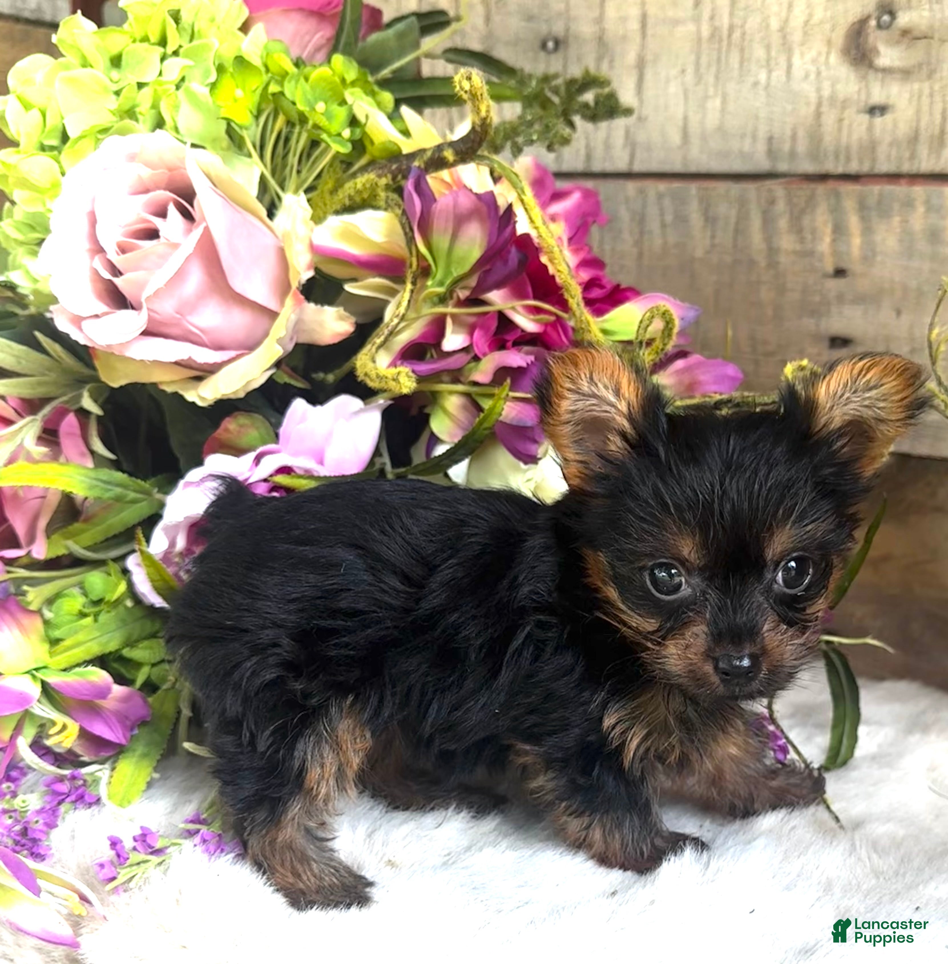 Yorkshire Terrier dogs Roxie - Ad 32