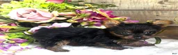 Yorkshire Terrier dogs for sale: Roxie - Ad 1