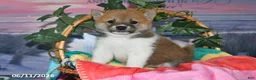 Shiba Inu dogs for sale: Jasper - Ad 3