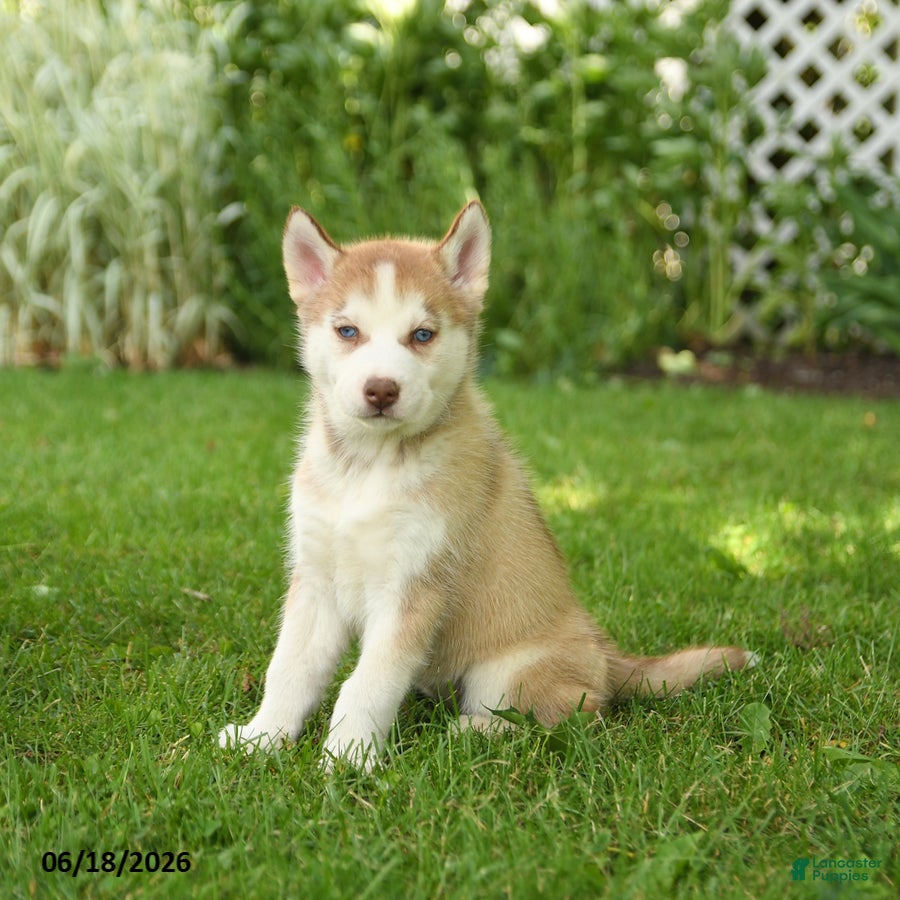 Siberian Husky dogs for sale: Heidi - Ad 2