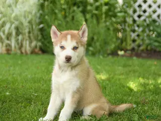 Siberian Husky dogs for sale: Heidi - Ad 2