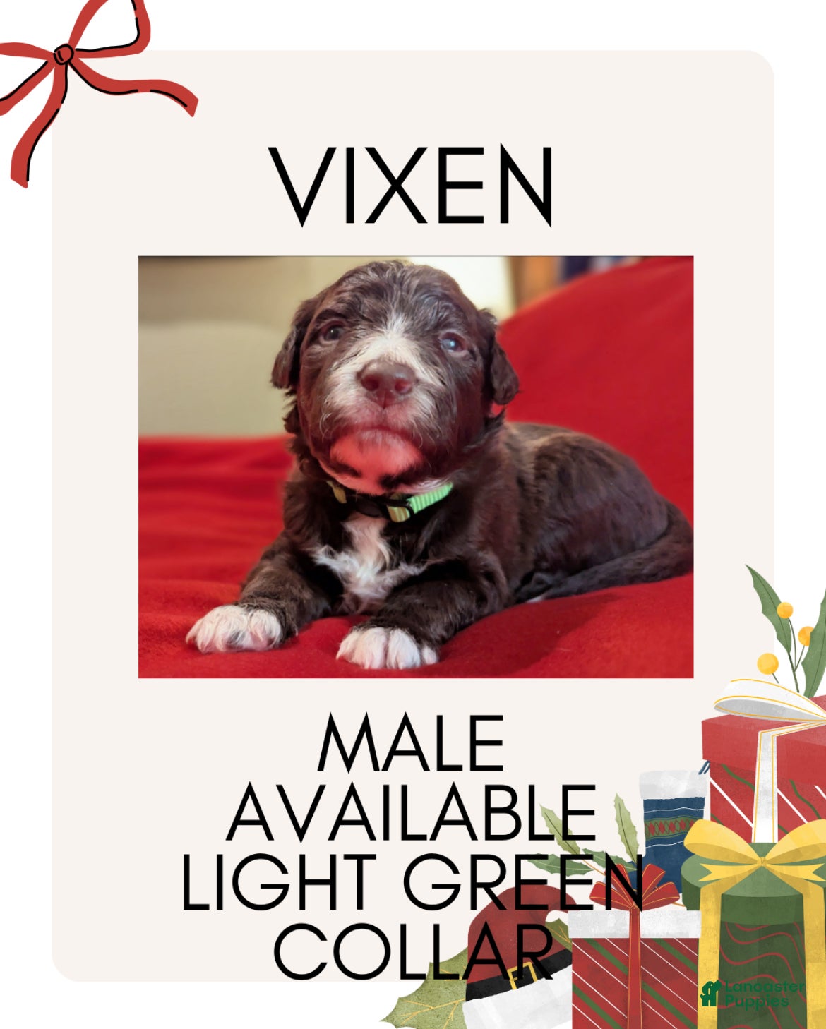 Mixed Breed dogs Vixen - Ad 28