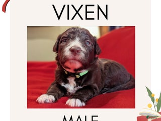 Mixed Breed dogs Vixen - Ad 18
