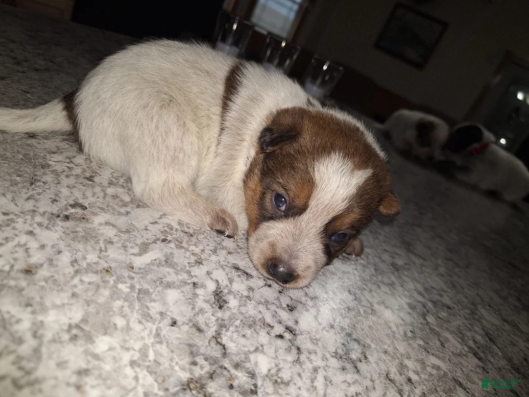 Mixed Breed dogs for sale: Mixed Breed Puppy 6 - Ad 2
