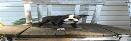 Boston Terrier dogs for sale: Clara - Ad 3
