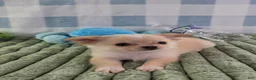 Chihuahua dogs for sale: Liam - Ad 10