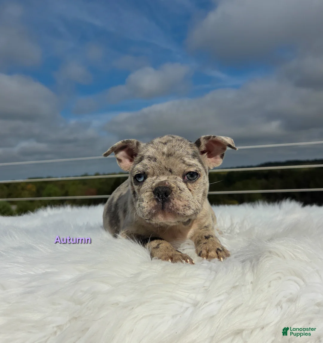 Frenchton dogs for sale: Autumn  - Ad 8