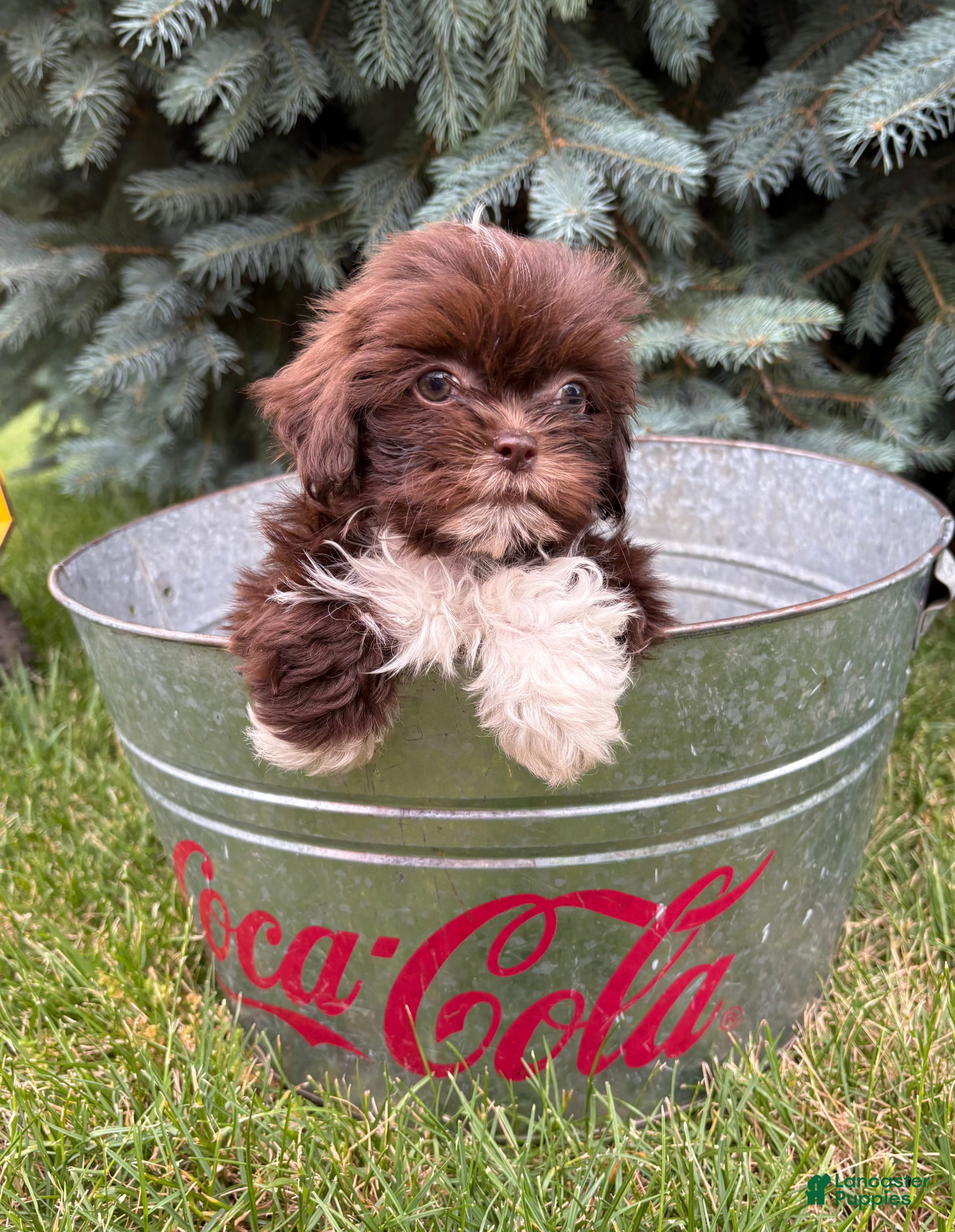 Shih Tzu dogs Hazelnut - Ad 2
