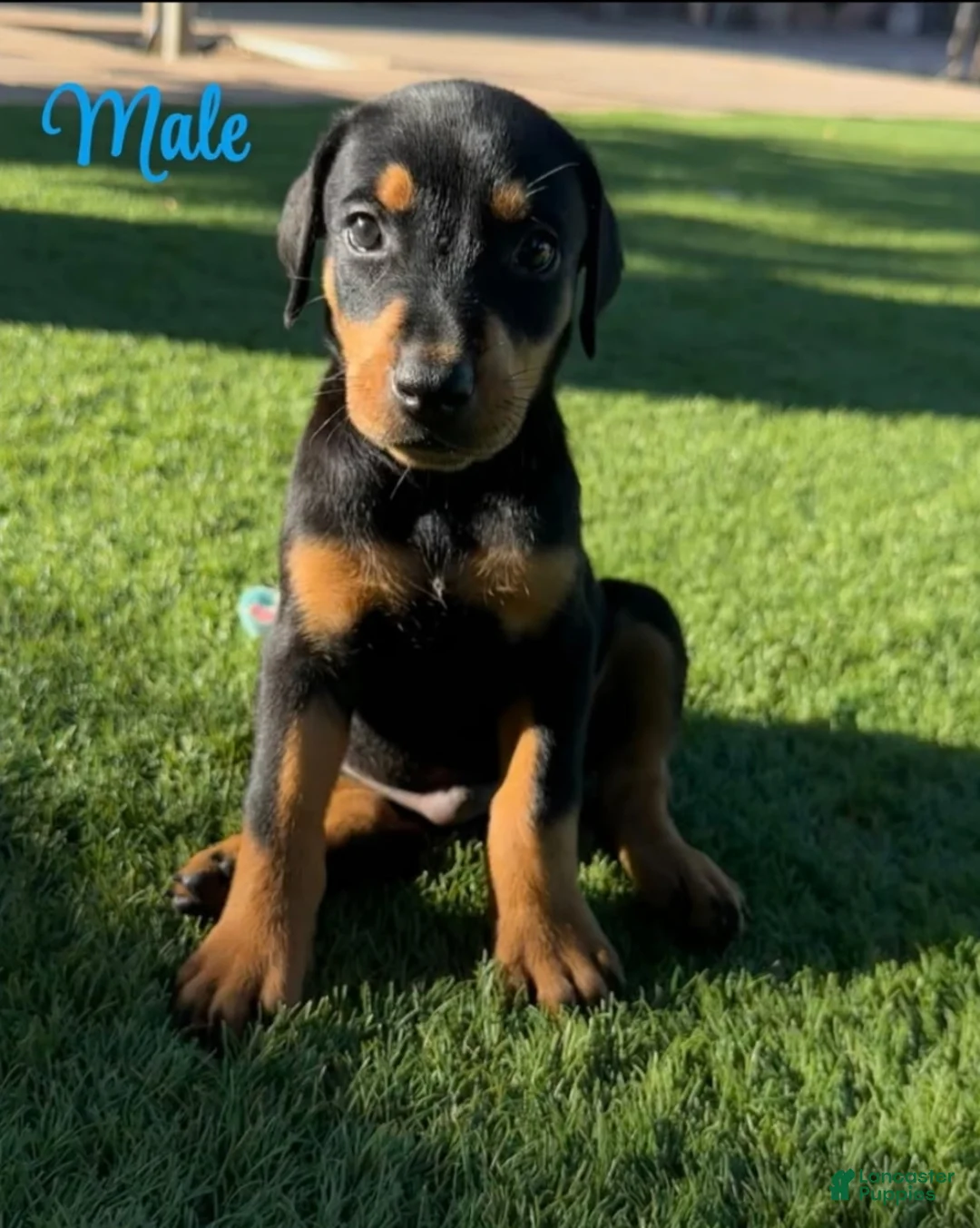 Doberman Pinscher dogs for sale: Akira M1 - Ad 1
