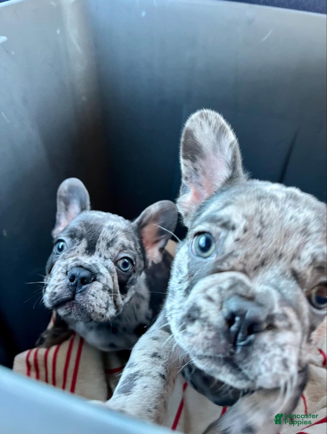 Gallery Image {{count}}