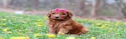 Goldendoodle dogs for sale: Lainey F1b - Ad 3
