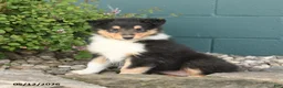 Collie dogs for sale: Magnolia - Ad 2