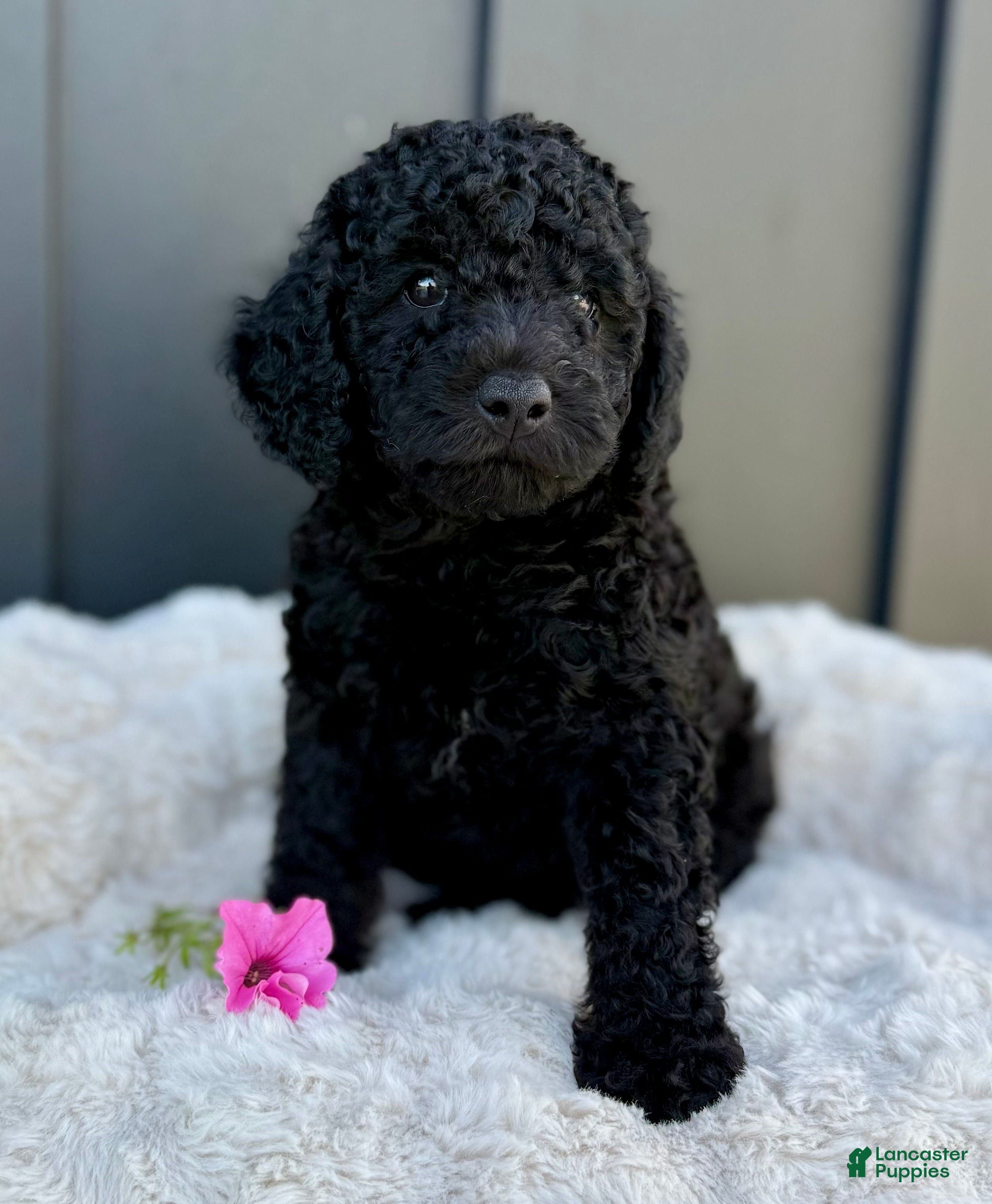 Mini Goldendoodle dogs SAMMY - Ad 1