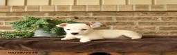 Jack Russell Terrier dogs for sale: Russle - Ad 3