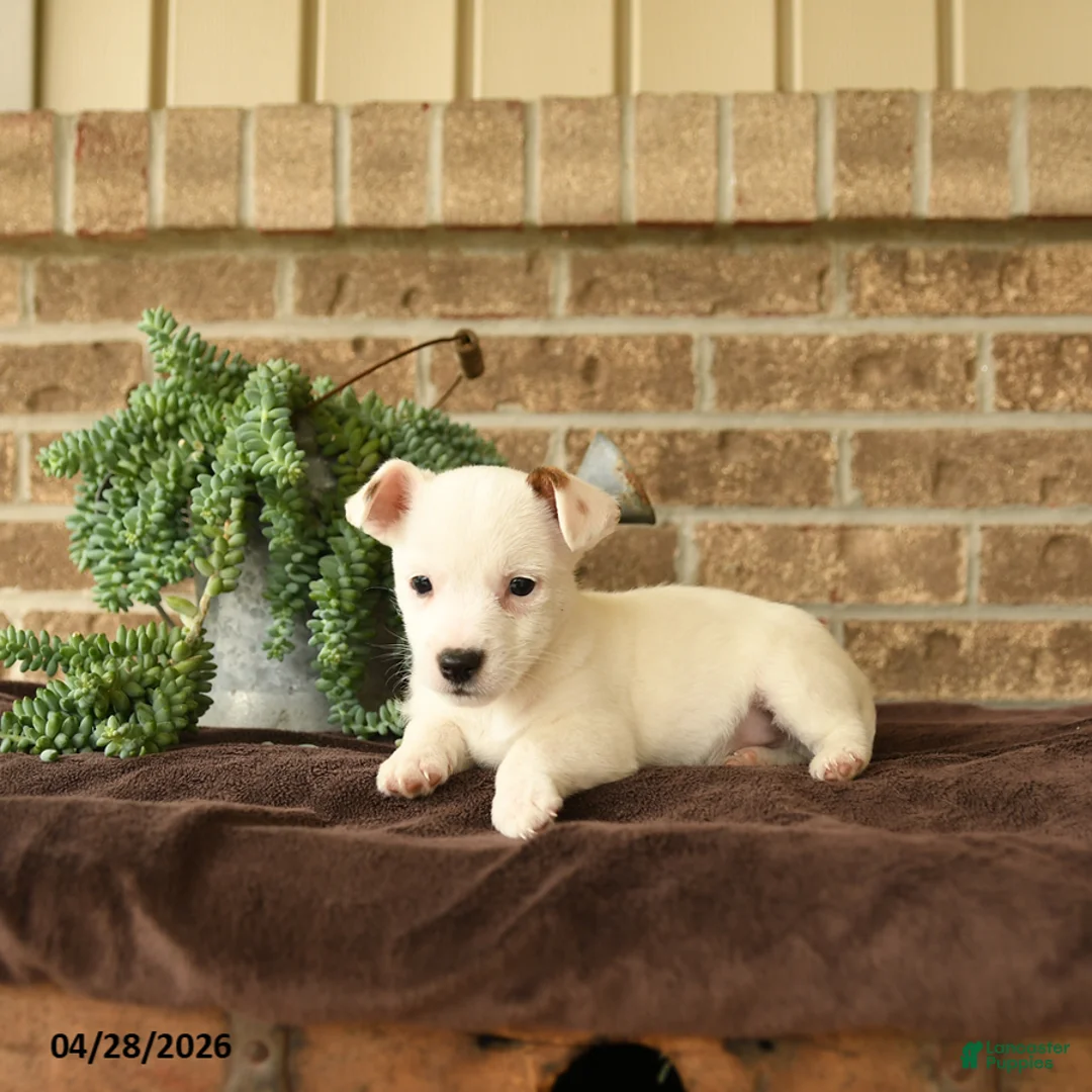 Jack Russell Terrier dogs for sale: Russle - Ad 3