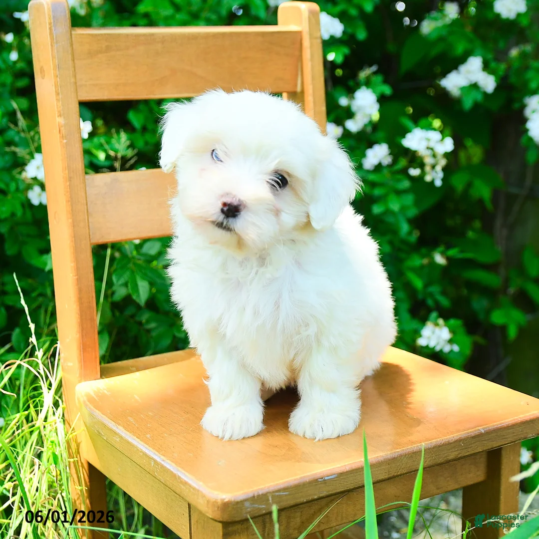 Maltipoo dogs for sale: Kezie - Ad 3