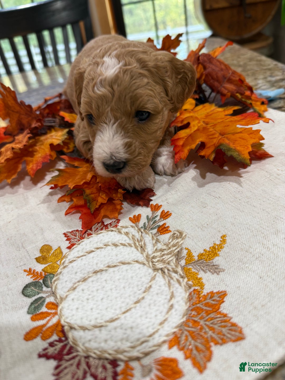 Mini Goldendoodle dogs for sale: Mini Goldendoodle Puppy 3 - Ad 3