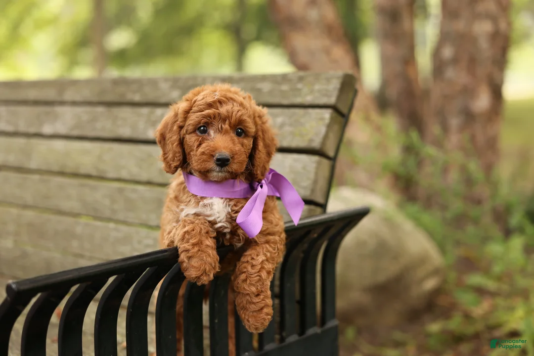 Mini Goldendoodle dogs for sale: Birdie - Ad 1