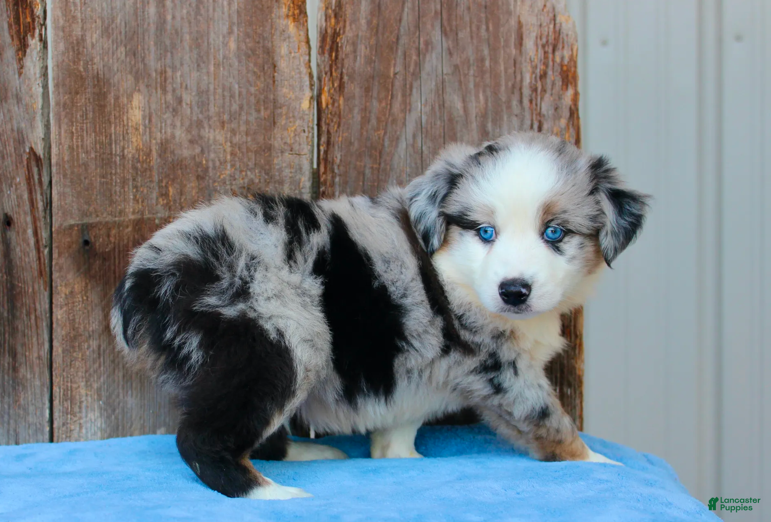Australian Shepherd dogs Ace - Ad 1