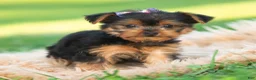 Yorkshire Terrier dogs for sale: Sage - Ad 2