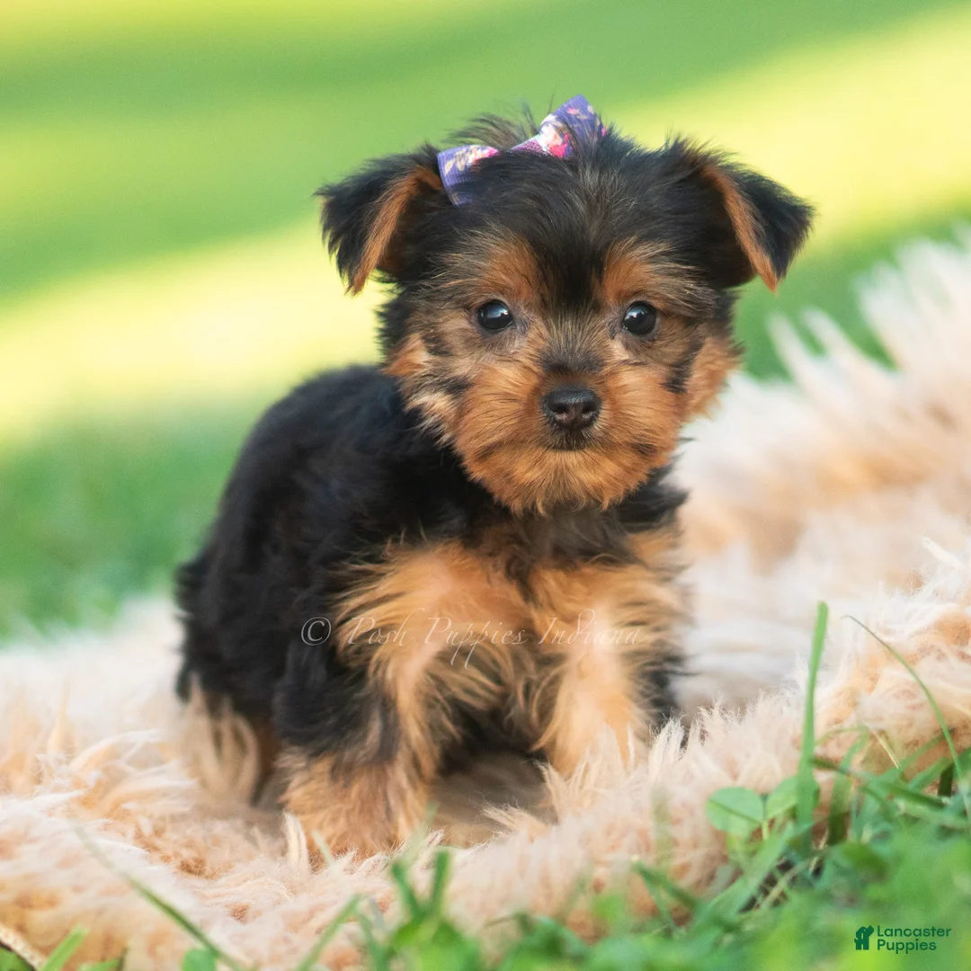 Yorkshire Terrier dogs for sale: Sage - Ad 2