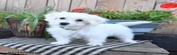 Mixed Breed dogs for sale: Olaf - Ad 4