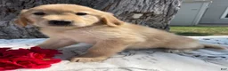 Mixed Breed dogs for sale: Etta - Ad 4