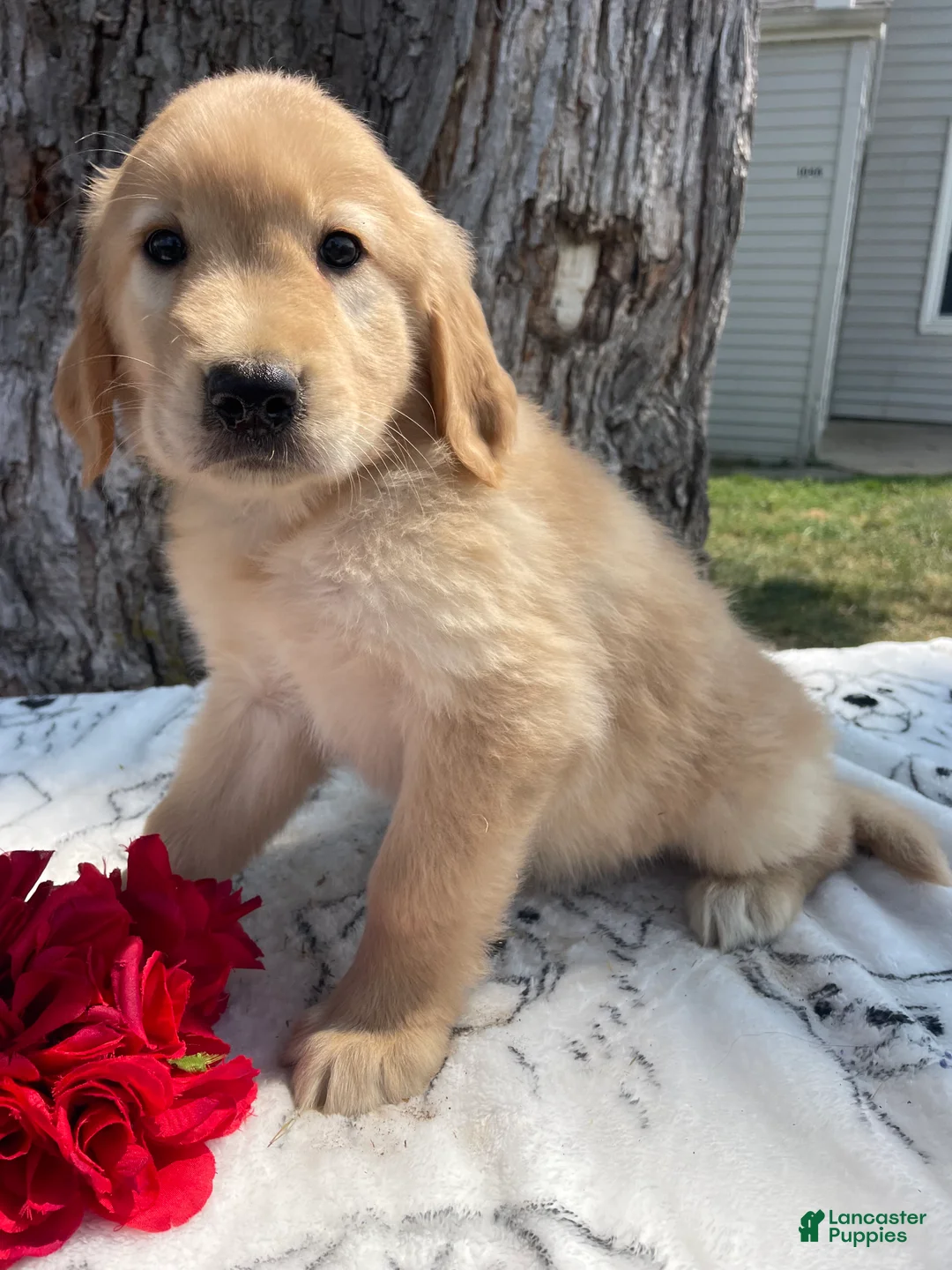 Mixed Breed dogs for sale: Etta - Ad 4