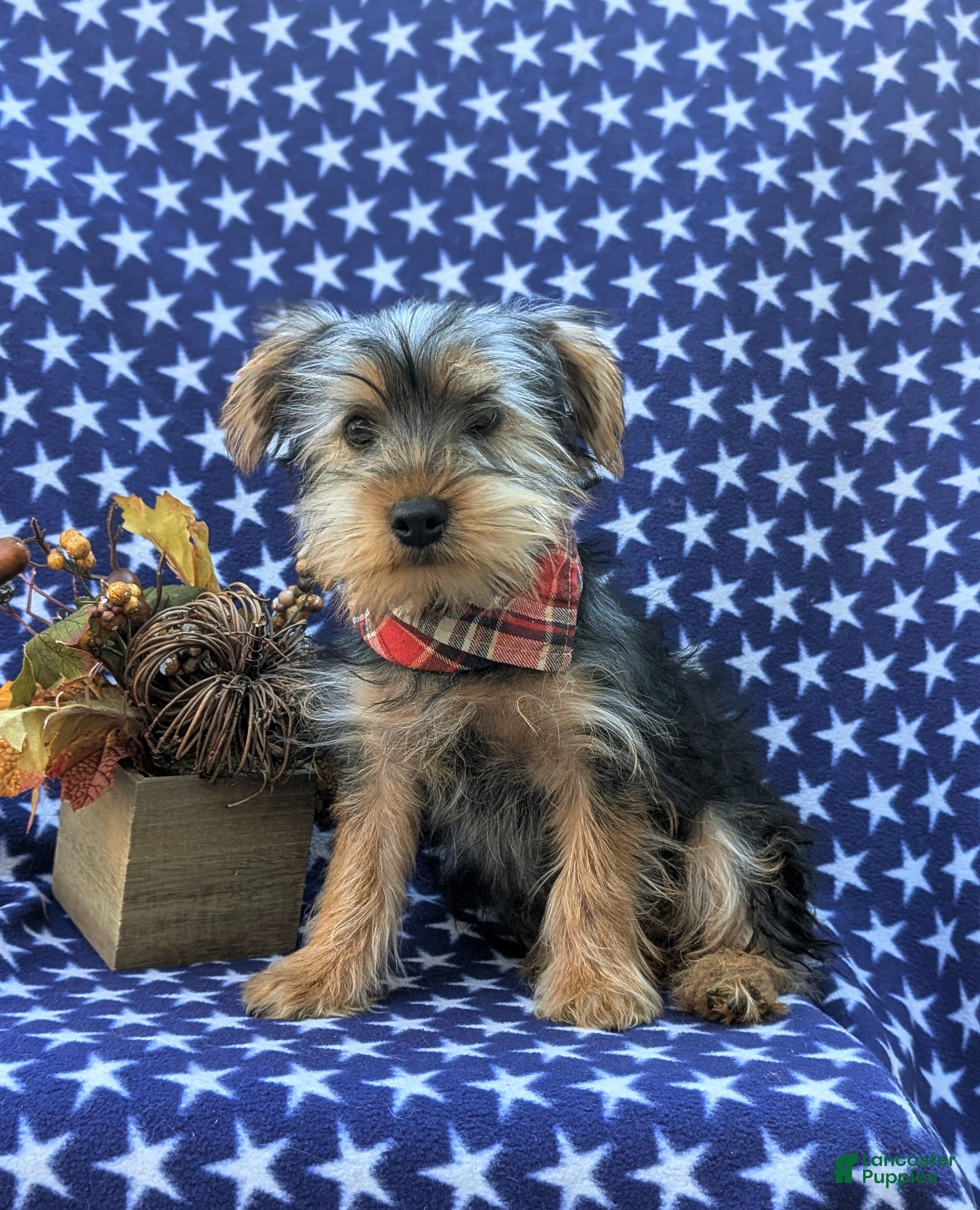 Yorkshire Terrier dogs Murray - Ad 7